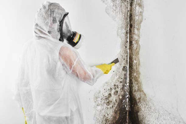 Best Attic Mold Removal  in Bonny Doon, CA