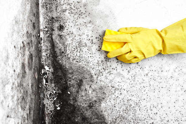 Best Toxic Mold Removal  in Bonny Doon, CA