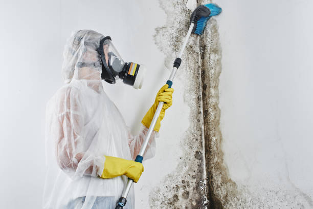 Best Toxic Mold Removal  in Bonny Doon, CA