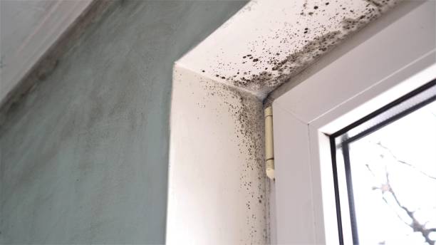 Best Local Mold Removal Service  in Bonny Doon, CA