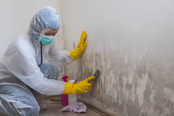 Best Home Mold Removal  in Bonny Doon, CA
