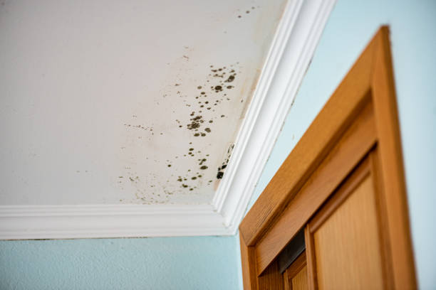 Best Mold Testing  in Bonny Doon, CA