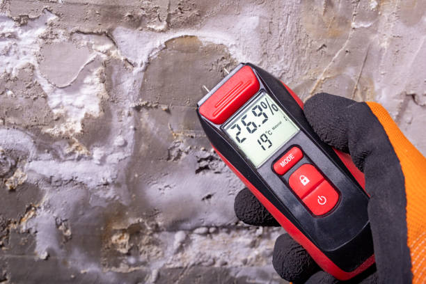 Best Same-Day Mold Removal  in Bonny Doon, CA