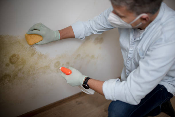 Best Crawl Space Mold Removal  in Bonny Doon, CA