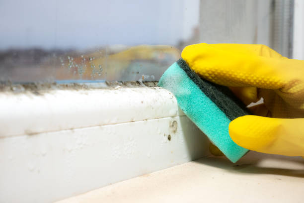 Best Mold Damage Repair  in Bonny Doon, CA