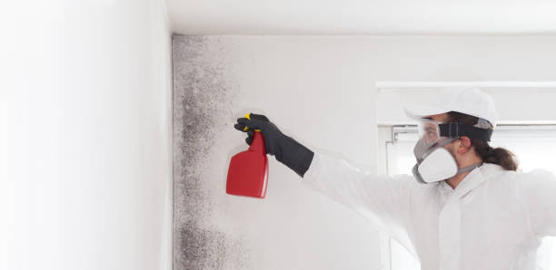 Best Black Mold Removal  in Bonny Doon, CA