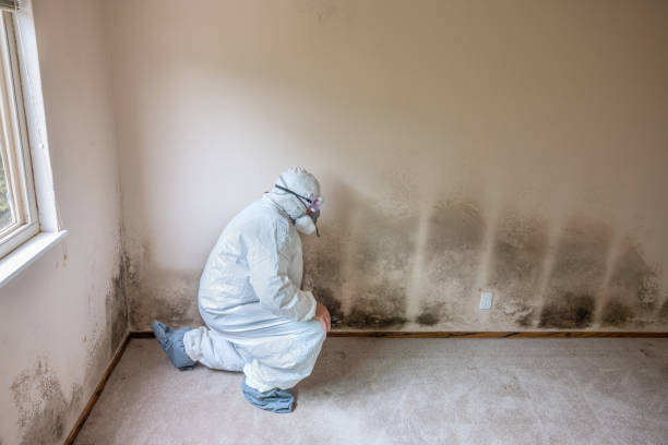 Best Local Mold Removal Service  in Bonny Doon, CA