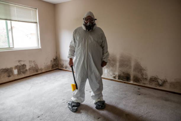 Home Mold Removal in Bonny Doon, CA
