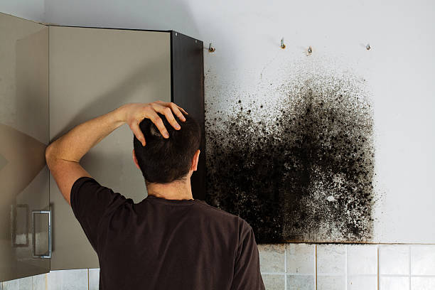 Trusted Bonny Doon, CA Mold Removal Experts