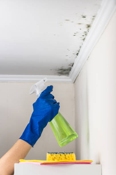 Best Mold Remediation  in Bonny Doon, CA