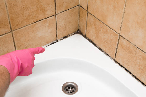 Best Commercial Mold Removal  in Bonny Doon, CA